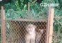 Onça-parda é resgatada e devolvida à mata no norte do RS; assista ao vídeo