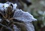 Com previsão de frio intenso, geada ameaça produção de hortaliças na Serra 